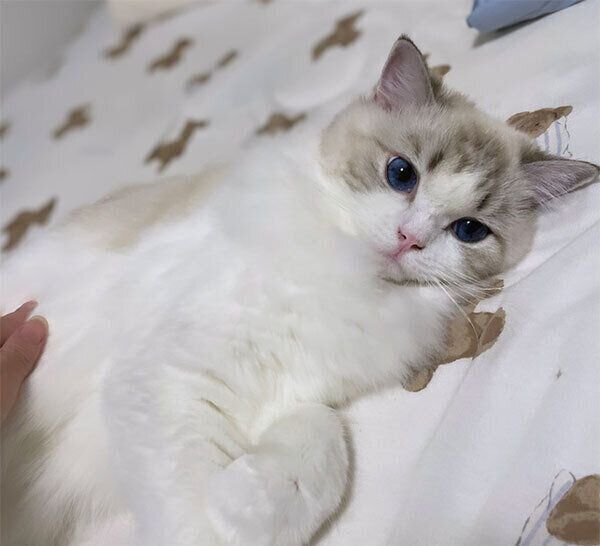 なでてもらうレアちゃん