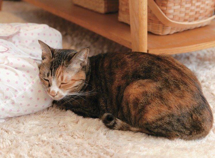 撮影／落合里美