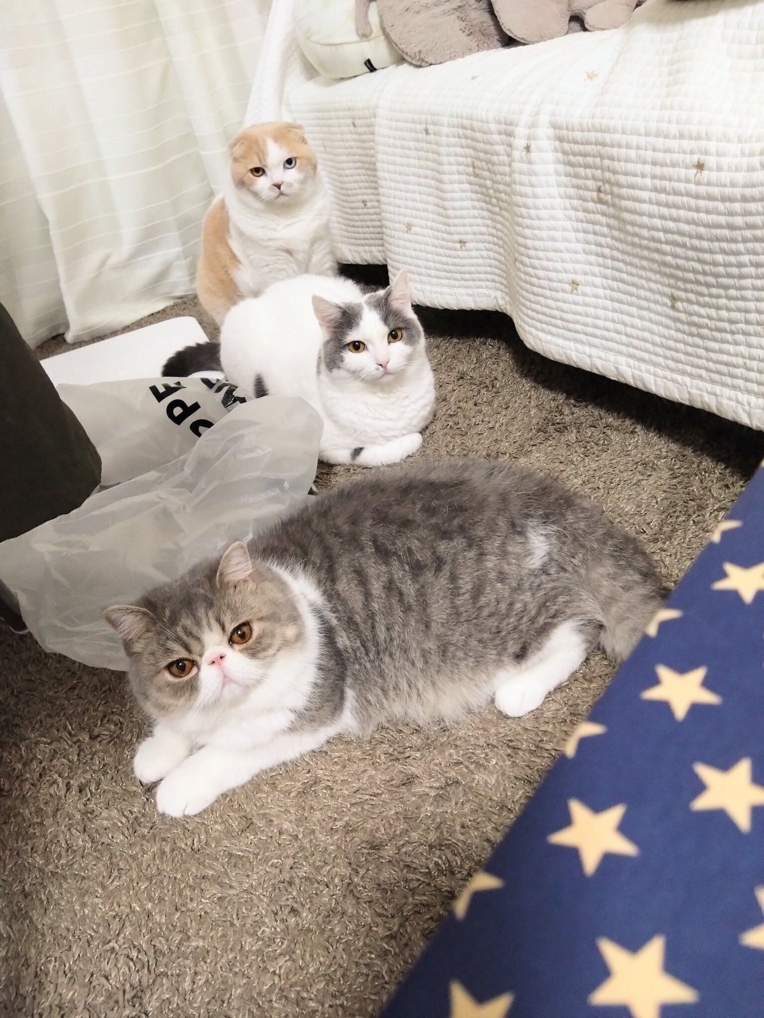 床でくつろぐ3匹の猫