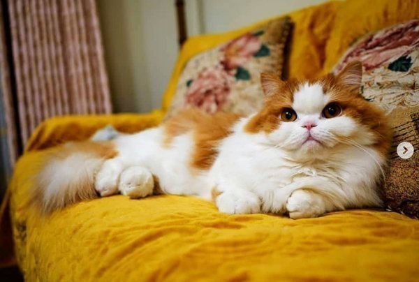 ミヌエットの麗ちゃん