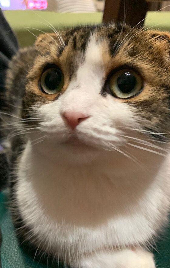 スコティッシュフォールドのとうふ