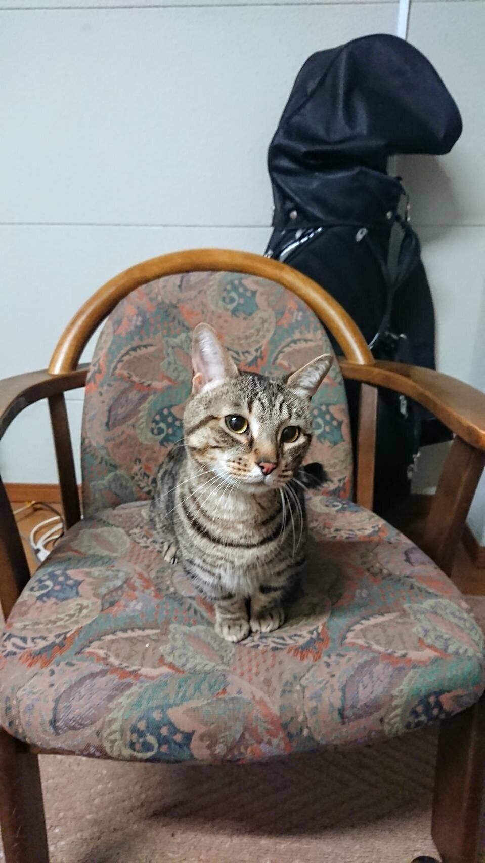 「見守り事業」を利用する、１人暮らしの高齢者の愛猫・チャーくん。この事業は有料で、希望があれば高齢者でなくても利用できる