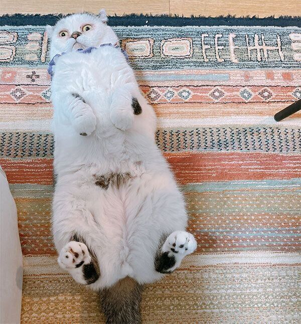 ヘソ天するマルジェラくん