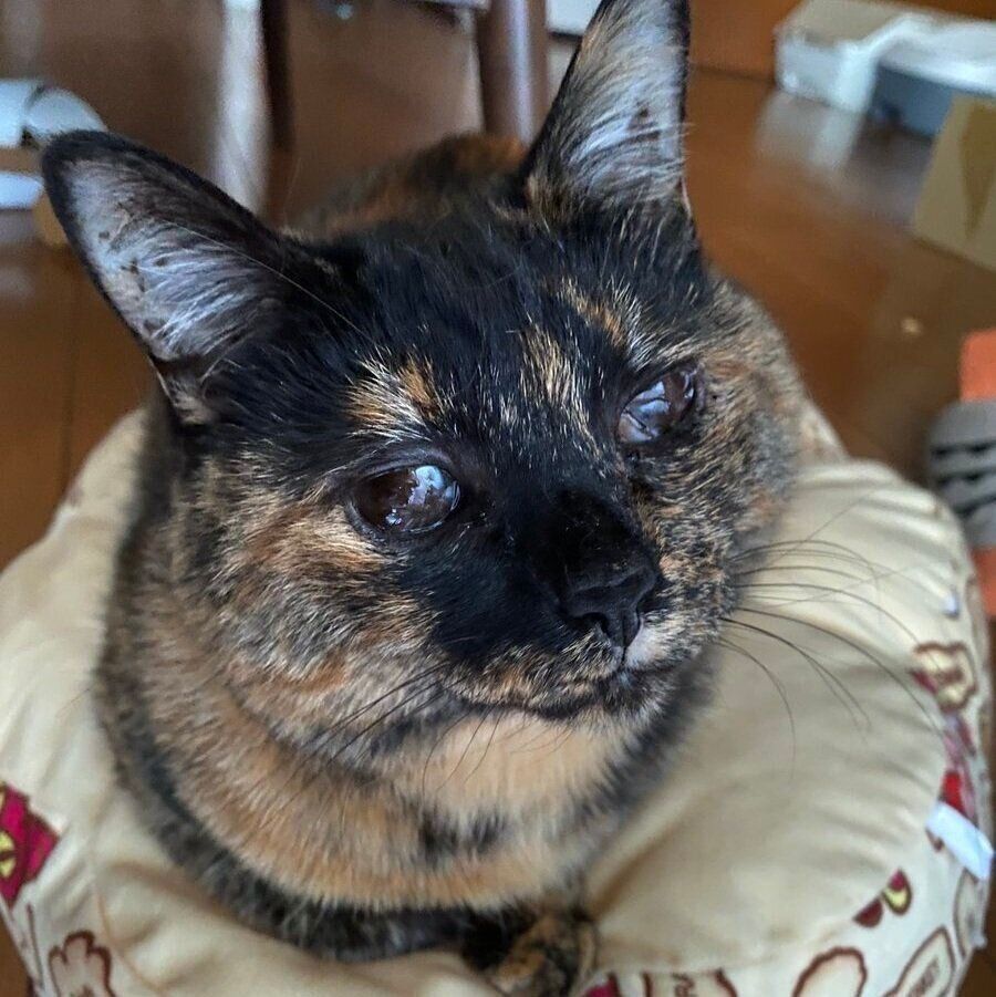 お気に入りのクッションの上にいた小梅ちゃん