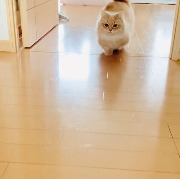 飼い主さんのことを出迎えるモニくん