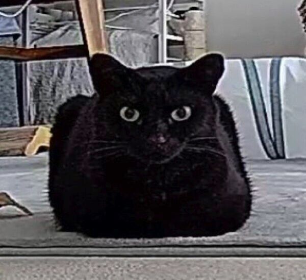 四角いフォルムのうにくん