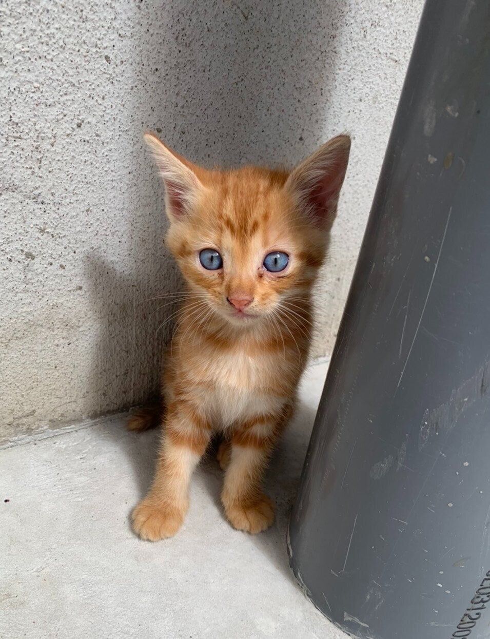 生後1カ月の子猫