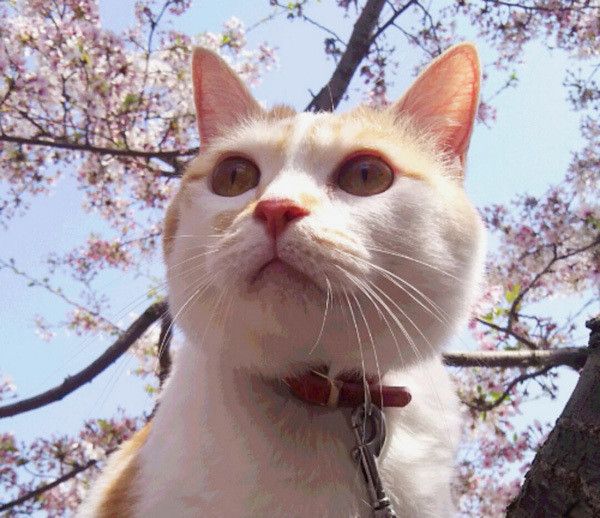 桜を見つめる猫