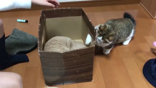 箱で遊ぶ猫