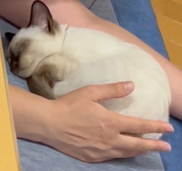 ママさんの前でごろん