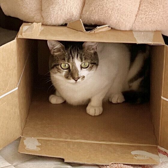 MIX白黒のうしまるくん