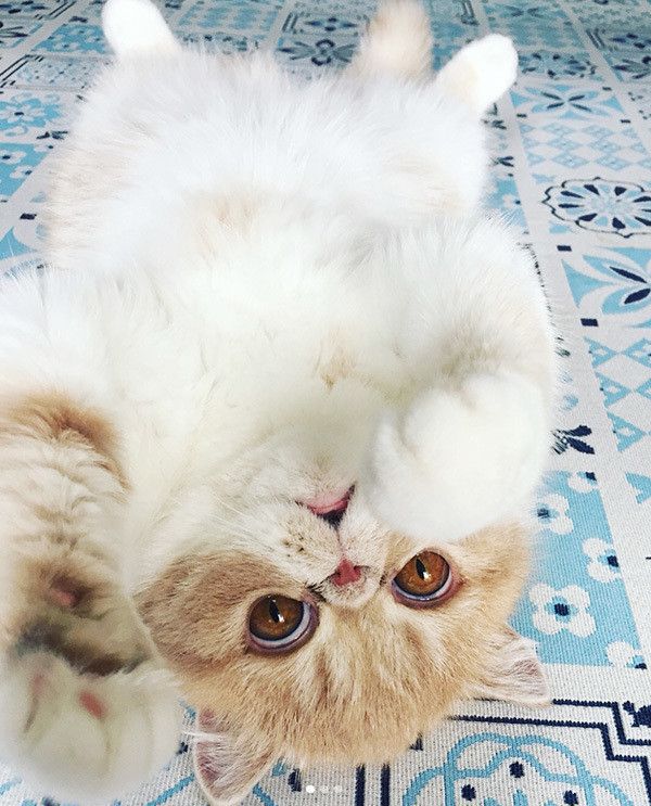 ヘソ天するエキゾチックショートヘア