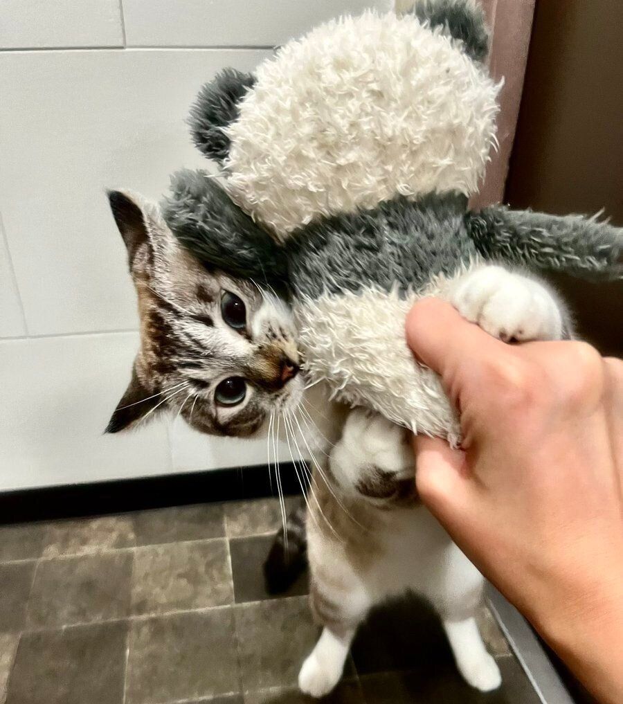 パンダのぬいぐるみと遊ぶちくわくん