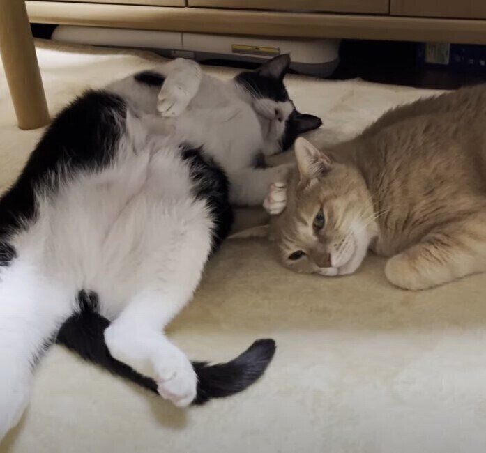 寝ている猫