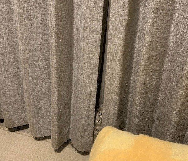 かくれんぼするアメリカンカール