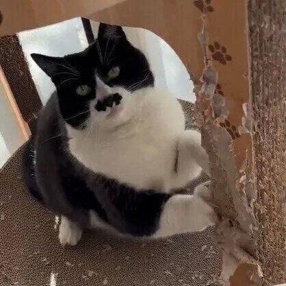 ちょびくんが爪をとぐ動画の一場面