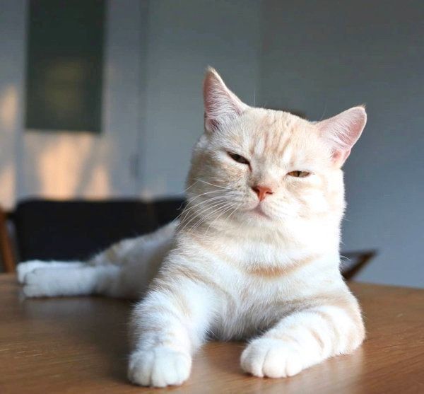 マンチカンのマフィンちゃん