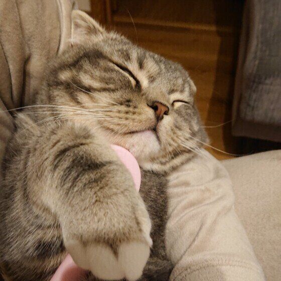 眠るスコティッシュフォールド