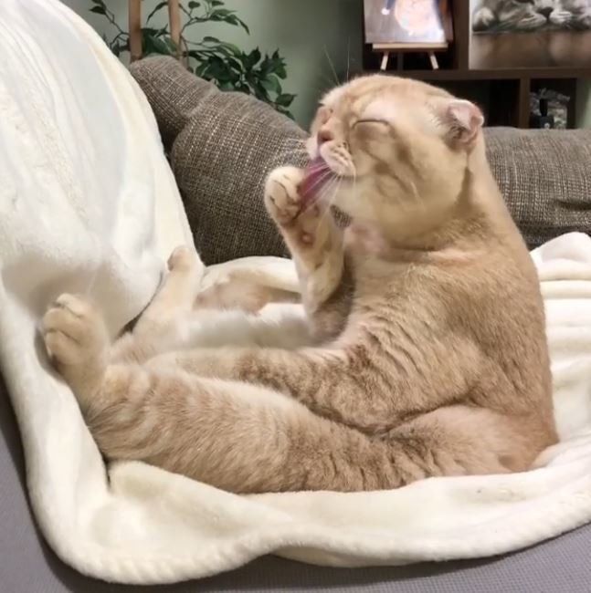 毛づくろいをする猫