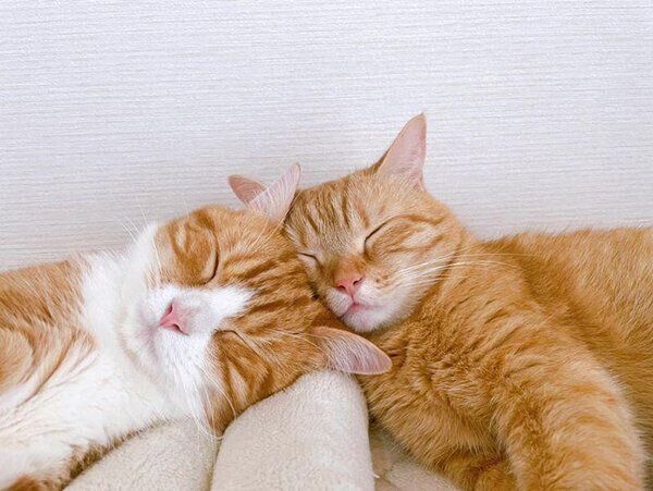 眠る凪くん、むぎちゃん