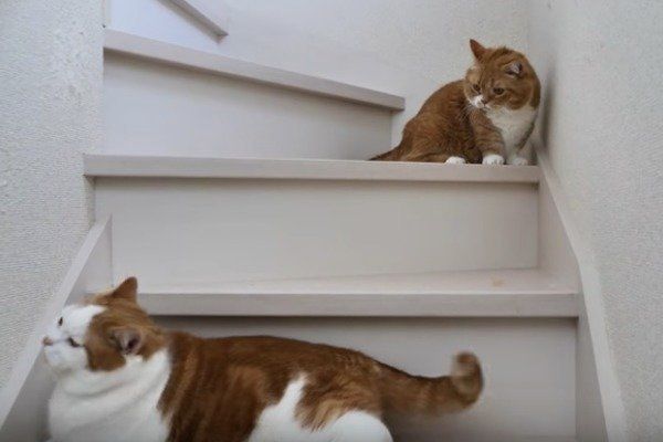 息子のしっぽで遊ぶパパ猫