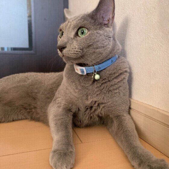 くつろぐロシアンブルー