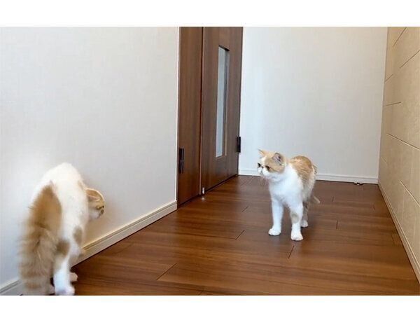 シャンプーしたきなこちゃんを見て威嚇するこんぶちゃん