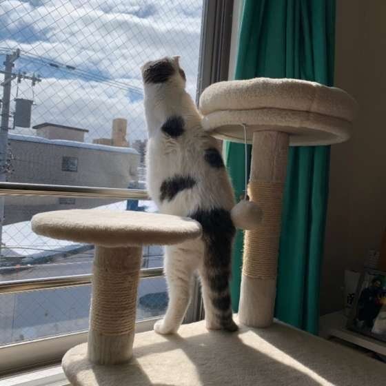 窓の外を見る、スコティッシュフォールドの定春ちゃん  