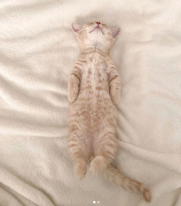 ヘソ天するころもくん