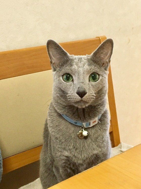 ロシアンブルーのマロンくん