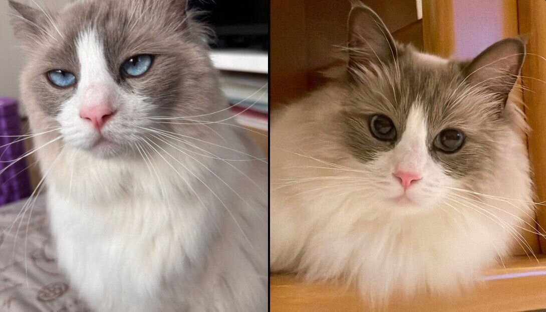 パパとママで違った表情を見せる乃蒼くん