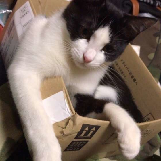 ダンボールに入る猫