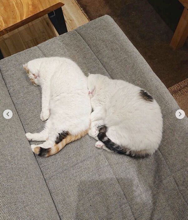 仲良く眠るライくん、いとさん