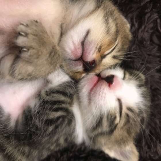 MIXキジトラの春ちゃん・櫻ちゃん