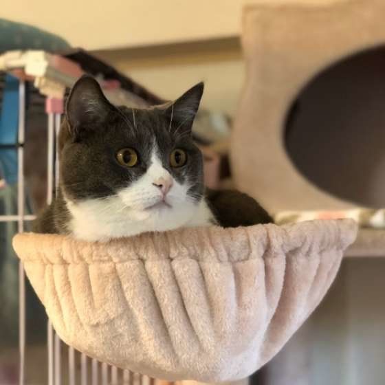 見つめるブリティッシュショートヘア