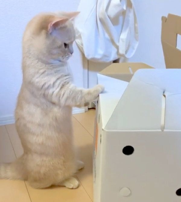 マンチカン立ちするむぎくん