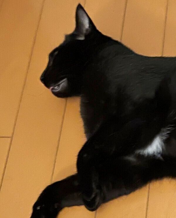 ベロが出るじんべいちゃん