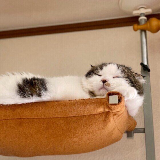 高い場所で眠るスコティッシュフォールド