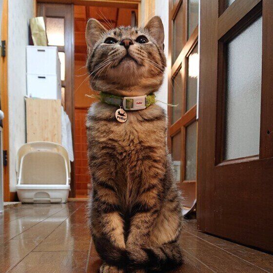 ごはん待ちのみーこちゃん