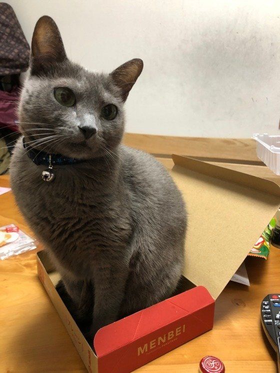 小さいダンボールに入るロシアンブルー