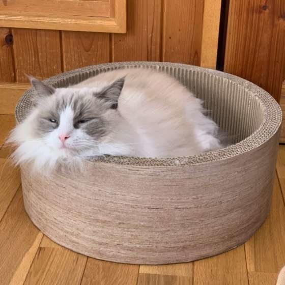 爪とぎ器にはいるラグドールのららちゃん