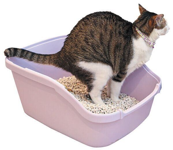 ウンチをする猫