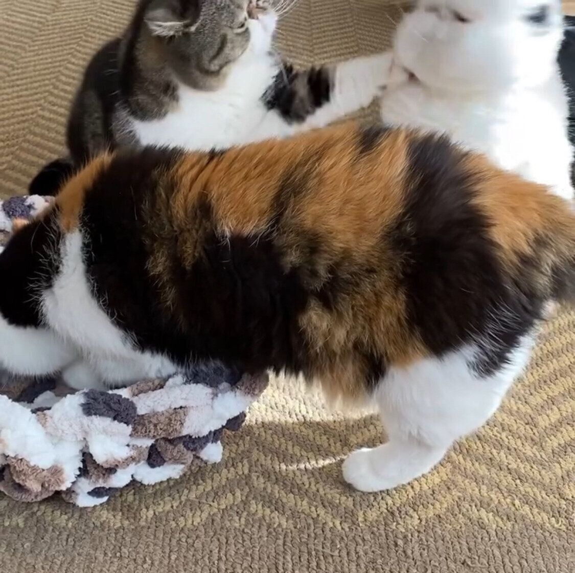 殿くんと若くん、小競り合いが始まった？