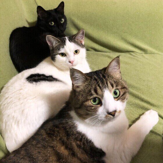 見つめる猫たち