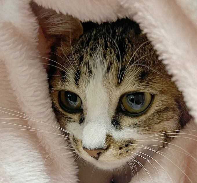 毛布にくるまれた猫の顔