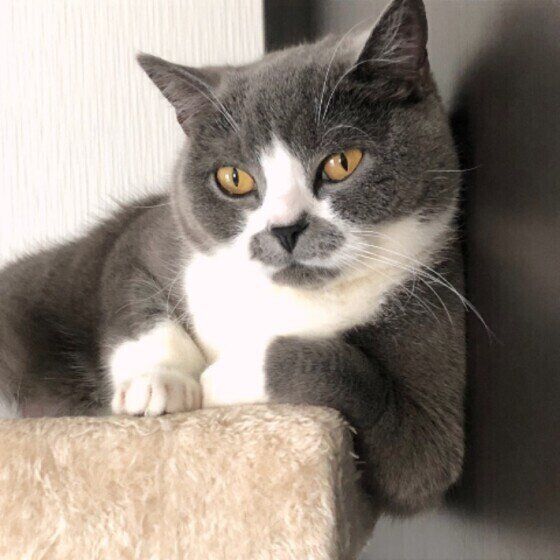 くつろぐブリティッシュショートヘア