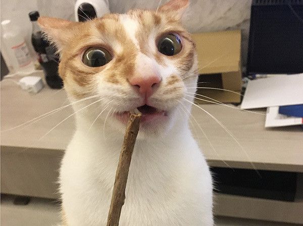 またたびをくわえる猫