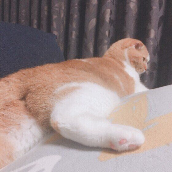 おしりを見せるスコティッシュフォールド