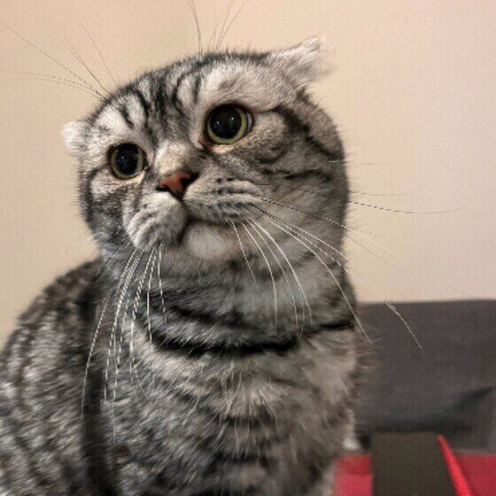 スコティッシュフォールドのマメくん