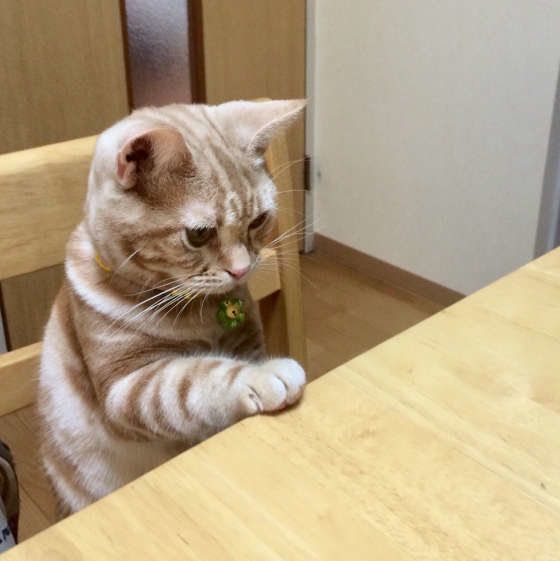 椅子に座るアメリカンショートヘア